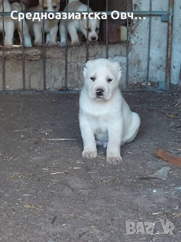 Сао-Алабай, снимка 3 - Алабай - 52877451