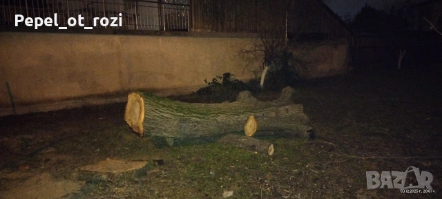 Орех - продажба, снимка 3 - Други - 52714010