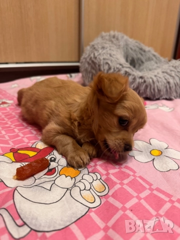 Чихуахуа, ваксинирано, снимка 11 - Чихуахуа - 52786882