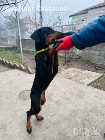 Доберманчета с родословни родители, снимка 4 - Доберман - 53657861