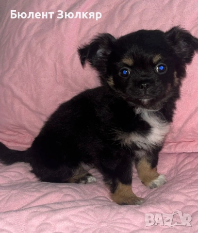 Мини чихуахуа 