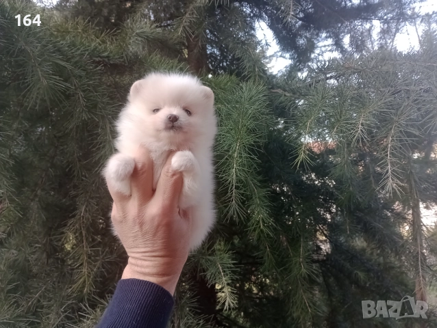 Бели мъжки и женски Померани. Реални снимки от 02.01.26 г. , снимка 3 - Померан - 52908974