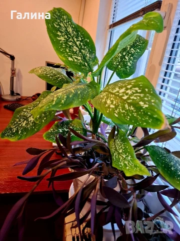 Дифенбахия + Пурпорно сърце