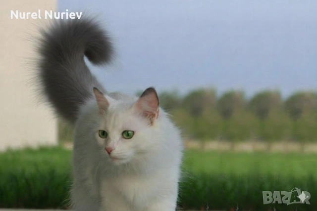 Турска ангорска котка 