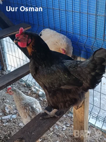 Продавам млади кокошки, снимка 12 - За селскостопански - 56399003