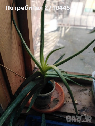 Лечебно Алое Вера и Дървовидно алое, снимка 2 - Стайни растения - 34336379