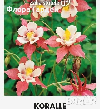 СЕМЕНА - Цветя двугодишни и многогодишни, снимка 10 - Сортови семена и луковици - 47504913