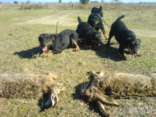 Ягдтериери на 6 месеца , снимка 4 - Ягдтериер - 51120051