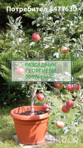 МИНИ (КОЛОННИ) ОВОЩНИ ДРЪВЧЕТА