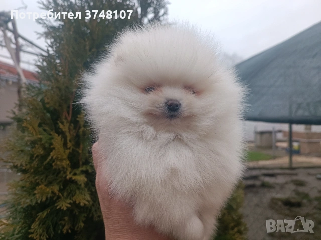 Померан/Померани, снимка 18 - Померан - 52920016