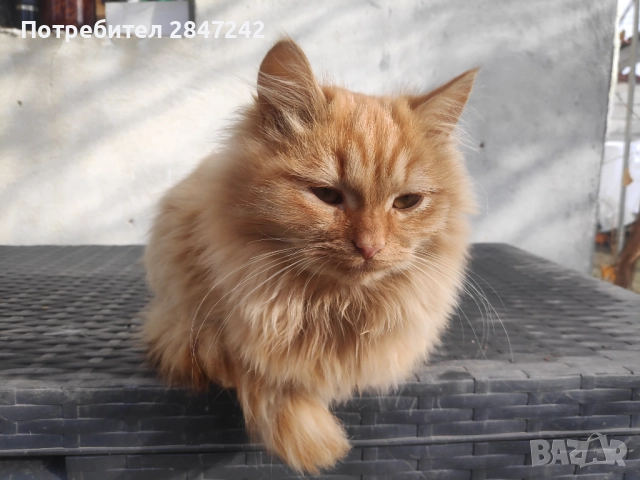Риж пух, снимка 2 - Персийска - 52290732