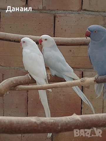 Малък Александър , снимка 9 - Папагали - 53794736