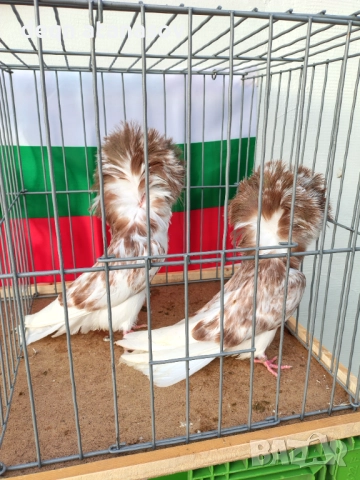 Блондинети, снимка 13 - Гълъби - 51871308