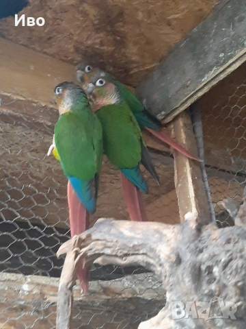 продавам пирури хипоксантия , снимка 2 - Папагали - 53766195