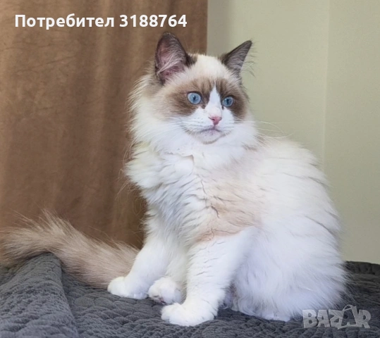 Регдол котенца, снимка 4 - Други - 53578189