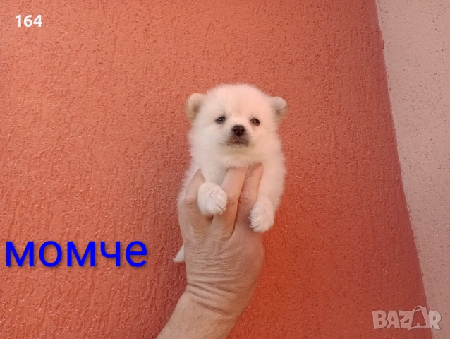 Мини Шпиц - Померан. Мъжки и женски кученца. Снимки от 08.03.26 г. , снимка 7 - Померан - 53761327