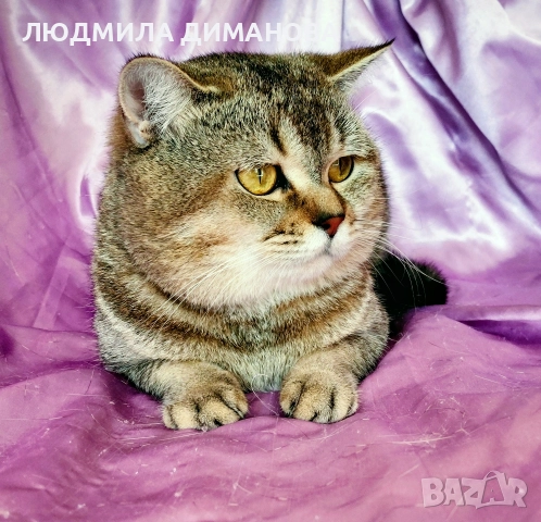 Шотландско мъжко с родословие , снимка 4 - Британска късокосместа - 52998142