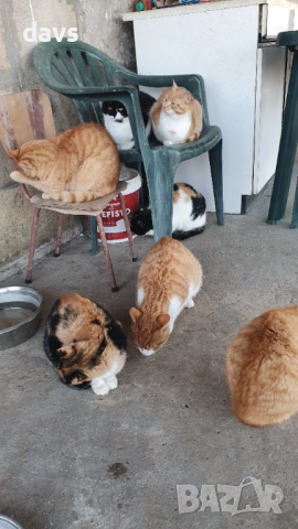 Рижави котета на 6 мес. търсят дом, снимка 11 - Други - 53116819