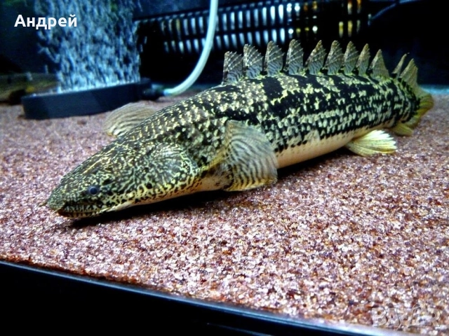 Полиптерус - Лапарди