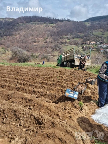 Картофи Агрия, снимка 7 - Домашни продукти - 47100075