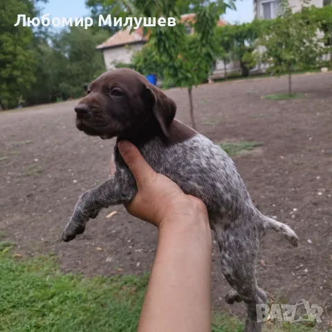 Курцхарчетаостанаха две женски, снимка 5 - Курцхаар - 56061474