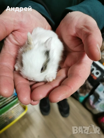 Мини декоративни зайчета отново налични, снимка 6 - Декоративни зайчета - 53857817