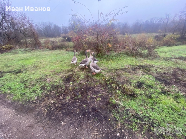 Гъски , снимка 5 - Патици и гъски - 52852245