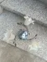 Полилей с три крушки!, снимка 1