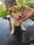 Коли / шотландска овчарка/, снимка 1