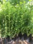 Зелен лигуструм  разклонен ,подрязван перфектен на гол корен- 070 см, снимка 14
