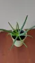 Алое вера, различни големини и суколентни , снимка 7