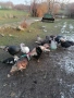 продавам пуйки и пуяци , снимка 3