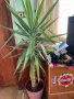 юка, снимка 1 - Стайни растения - 40618111