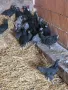 Гъски пилета ярки носачки, снимка 4