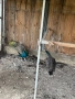 Продавам чифт Сребърни фазани и чифт Индийски пауни, снимка 3