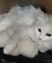 бели котенца, мъжко, женско, снимка 12