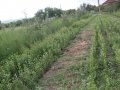 Разсадник продава лигуструм и бял маргарит,медоносни растения