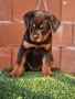 Ротвайлери , снимка 1