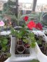 Сакъзи, снимка 1 - Градински цветя и растения - 44923277