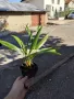 Палма Трахикарпус Студоустойчивост до -18, снимка 4