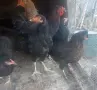 Свободни свободни , снимка 4