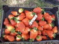 Разсад ягоди , снимка 6