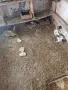 продавам 8 мъжки зайчета, снимка 3