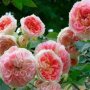 Роза 10, снимка 1 - Градински цветя и растения - 41784707