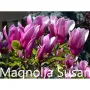 Магнолия - Magnolia НАЛИЧНИ 17 ВИДА Студоустoйчиви, снимка 12