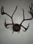 Продавам,красиви рога,готови за декорация, снимка 3