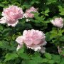 Роза 5, снимка 1 - Градински цветя и растения - 41777286