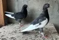 Поморийски Ролер и Мардини, снимка 5
