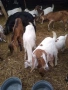 Продавам кози 20 броя, снимка 7