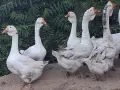 Холмогорски Гъски , снимка 2